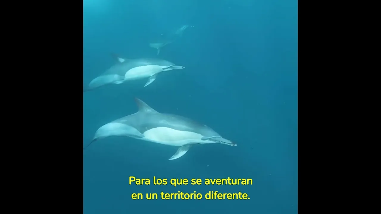 Inicio 1 sea-cual-sea-tu-instinto-te-ayud-1